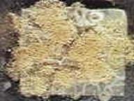 wpe38.jpg (3162 bytes)